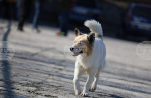 Как да сме по-отговорни и да предотвратим разпространението на бездомни животни, коментираха за БТА експерти