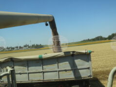 Цените на пшеницата на световните борси тази седмица са повлияни от метеорологичния риск и активните търговски потоци, посочват от ССБ