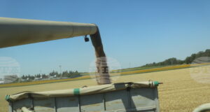 Цените на пшеницата на световните борси тази седмица са повлияни от метеорологичния риск и активните търговски потоци, посочват от ССБ