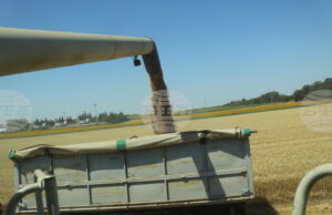 Цените на пшеницата на световните борси тази седмица са повлияни от метеорологичния риск и активните търговски потоци, посочват от ССБ