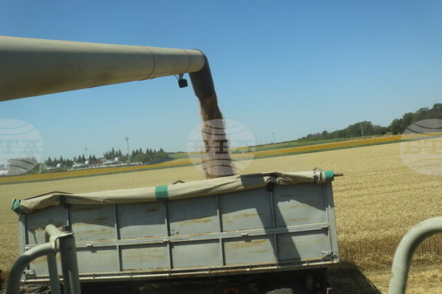 Цените на пшеницата на световните борси тази седмица са повлияни Цените на пшеницата на световните борси тази седмица са повлияни от метеорологичния риск и активните търговски потоци, посочват от ССБ